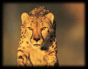 Picture of Cheetah