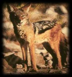 Picture of Jackal