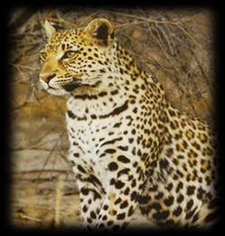 Picture of Leopard