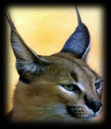 Picture of Caracal