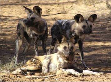 Picture of Wild Dog