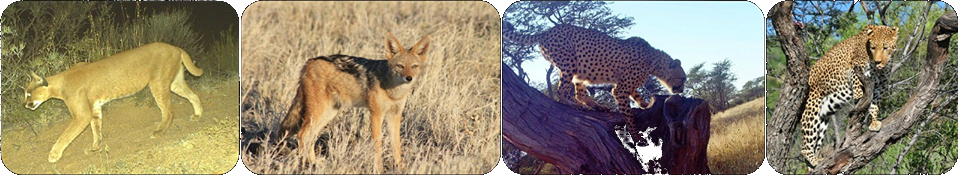 Predators picture